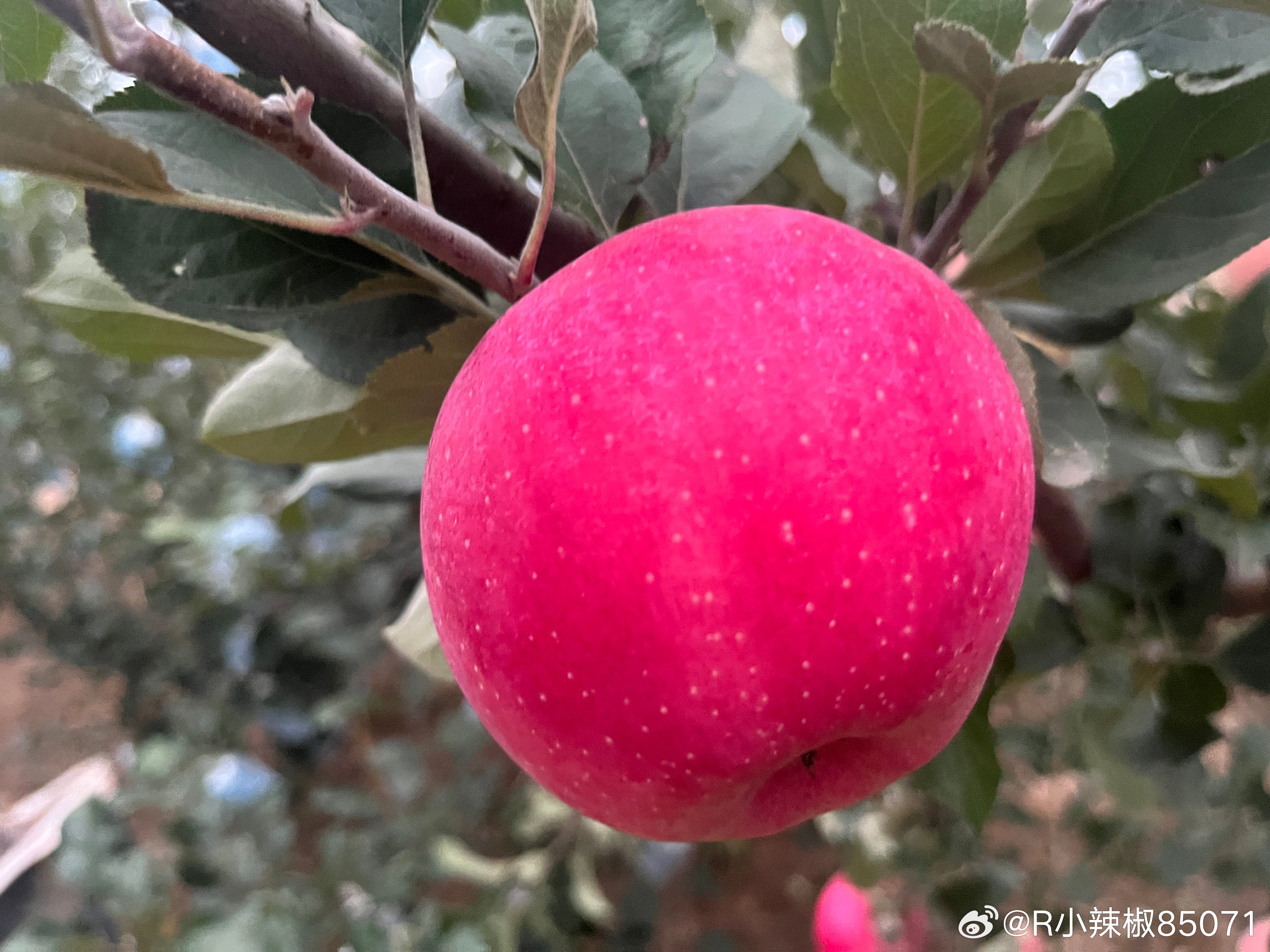 最新红宝石甜苹果资讯，探索红宝石甜苹果的独特魅力🍎💎
